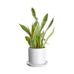 PLANT PLACE Blumentopf Mit Teller Ø16cm -Tischdeko Verkauf 10227638 1